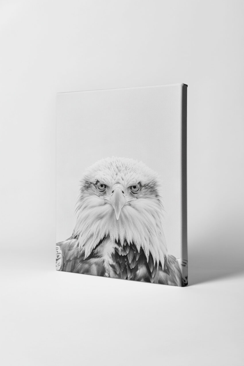 Fotografie Poster Adler Weißkopf Nahaufnahme schwarz-weiß