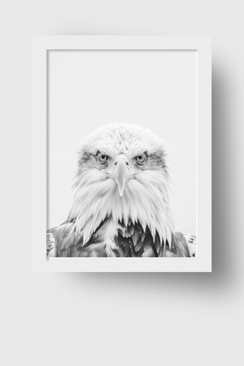 Fotografie Poster Adler Weißkopf Nahaufnahme schwarz-weiß