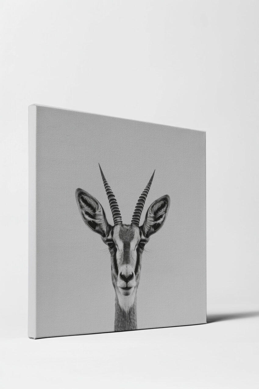 Fotografie Poster gazelle Kopf schwarz-weiß minimalistisch klar