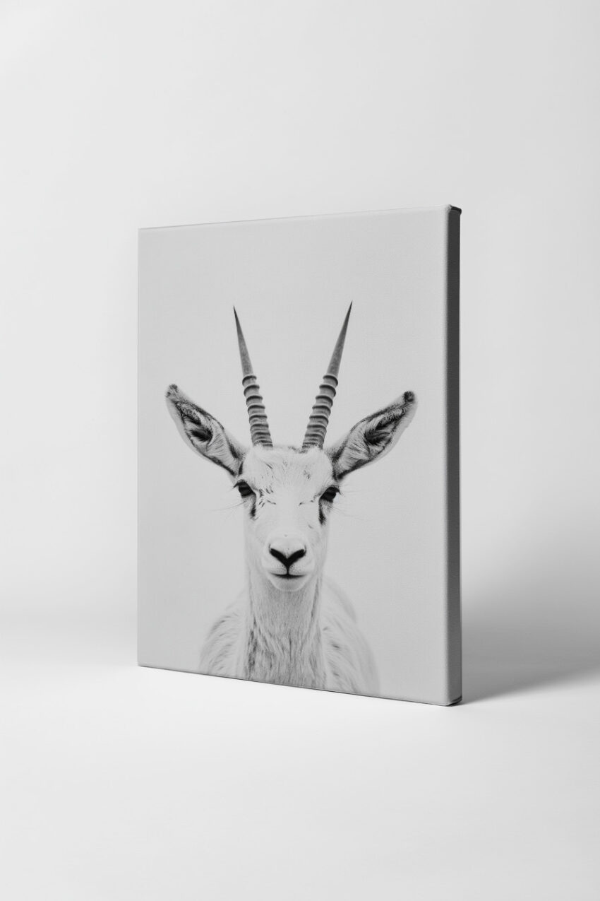 Fotografie Poster Antilope schwarz-weiß klar frontal