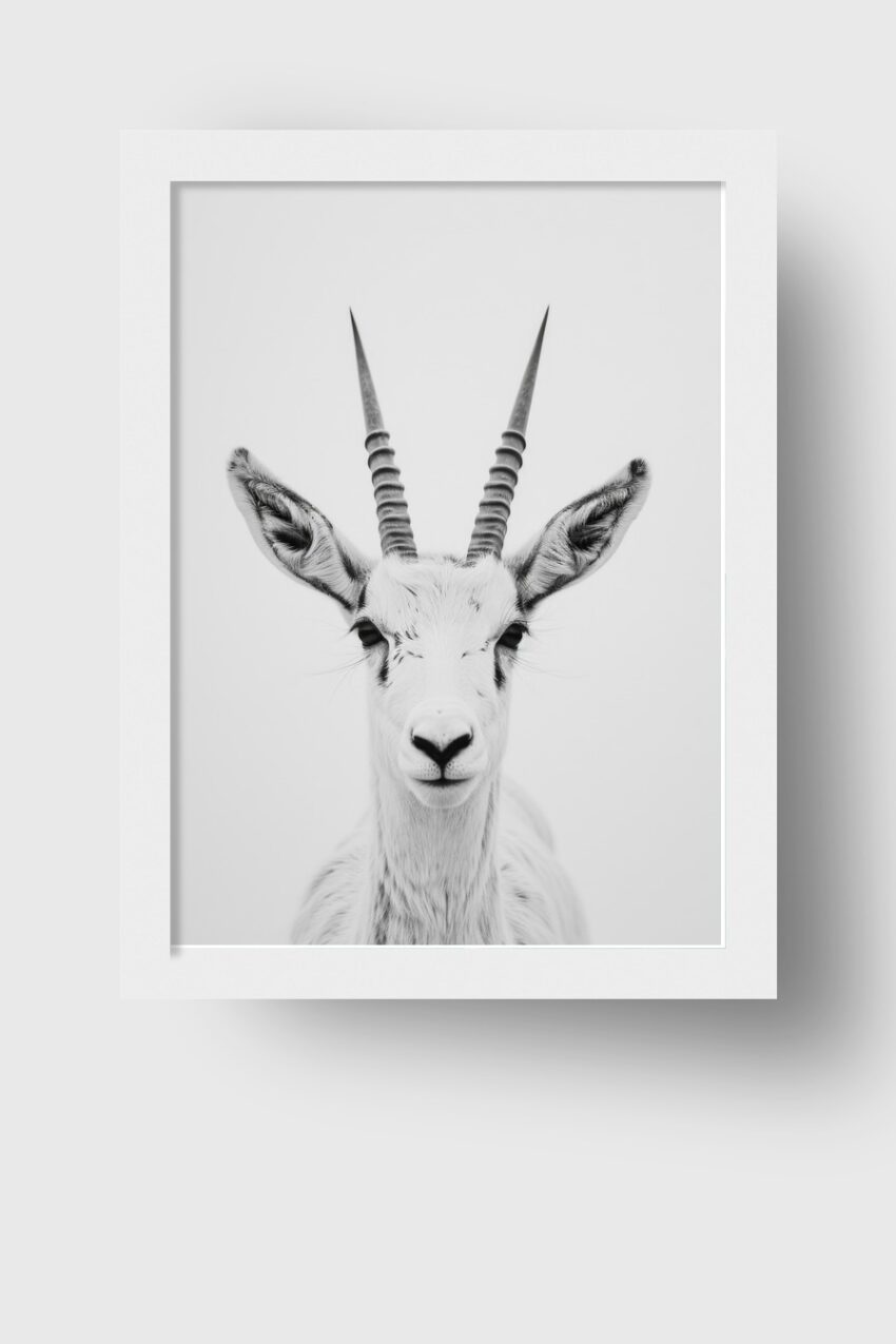 Fotografie Poster Antilope schwarz-weiß klar frontal