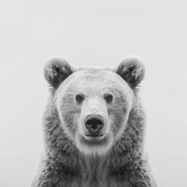 Bär Porträt Frontal Gerahmt