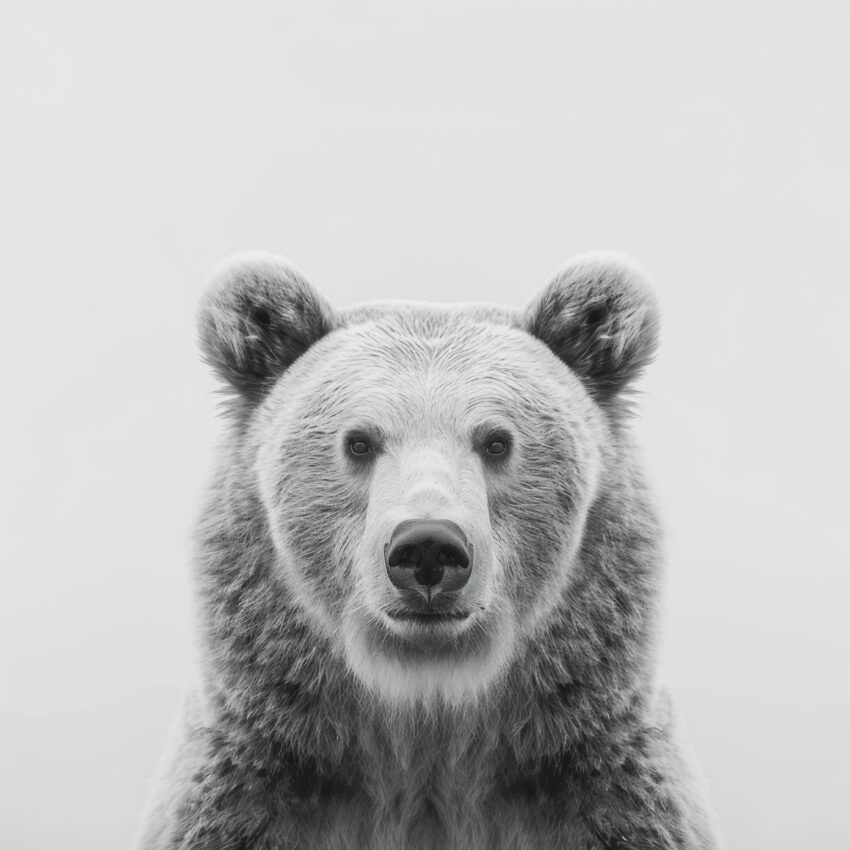 Fotografie Poster Bär Porträt schwarz-weiß frontal detailreich