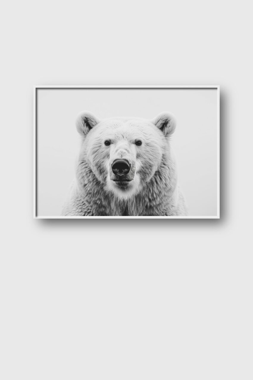 Fotografie Poster Eisbär Porträt schwarz-weiß minimalistisch