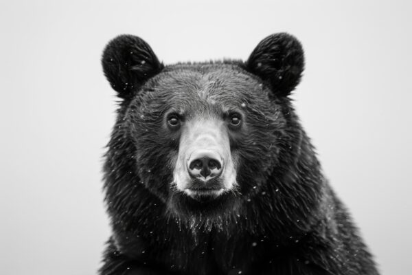 Bär Porträt Nahaufnahme Poster