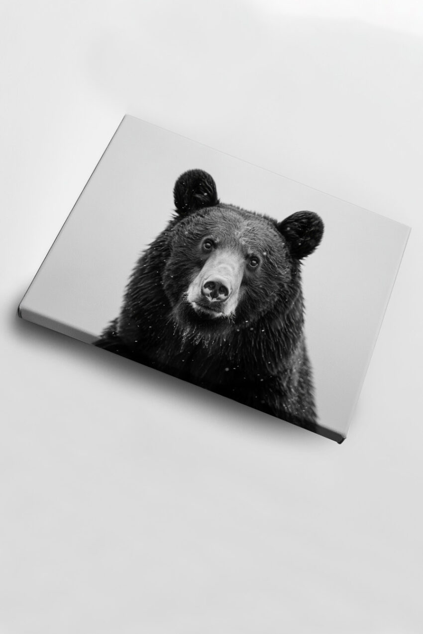 Fotografie Poster Bär Porträt Nahaufnahme Schwarz-Weiß