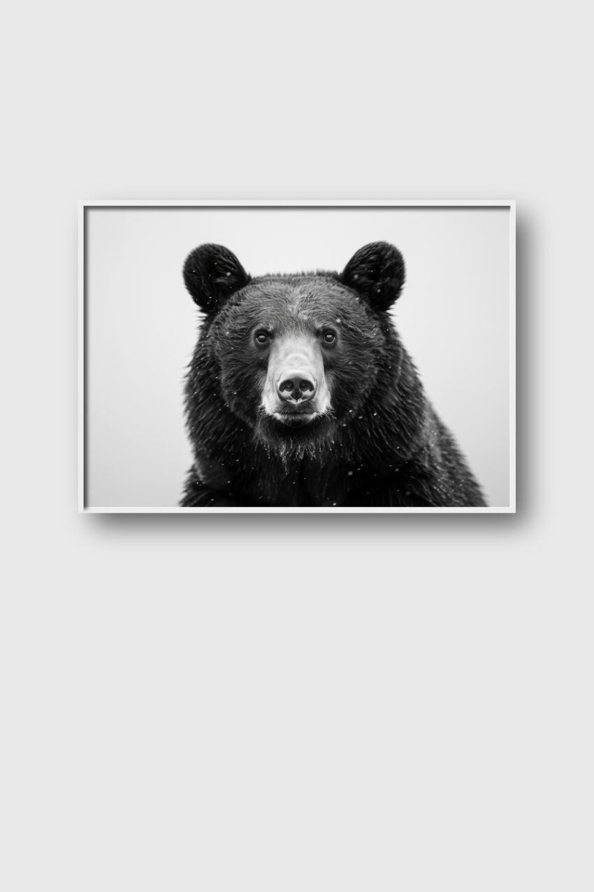 Fotografie Poster Bär Porträt Nahaufnahme Schwarz-Weiß