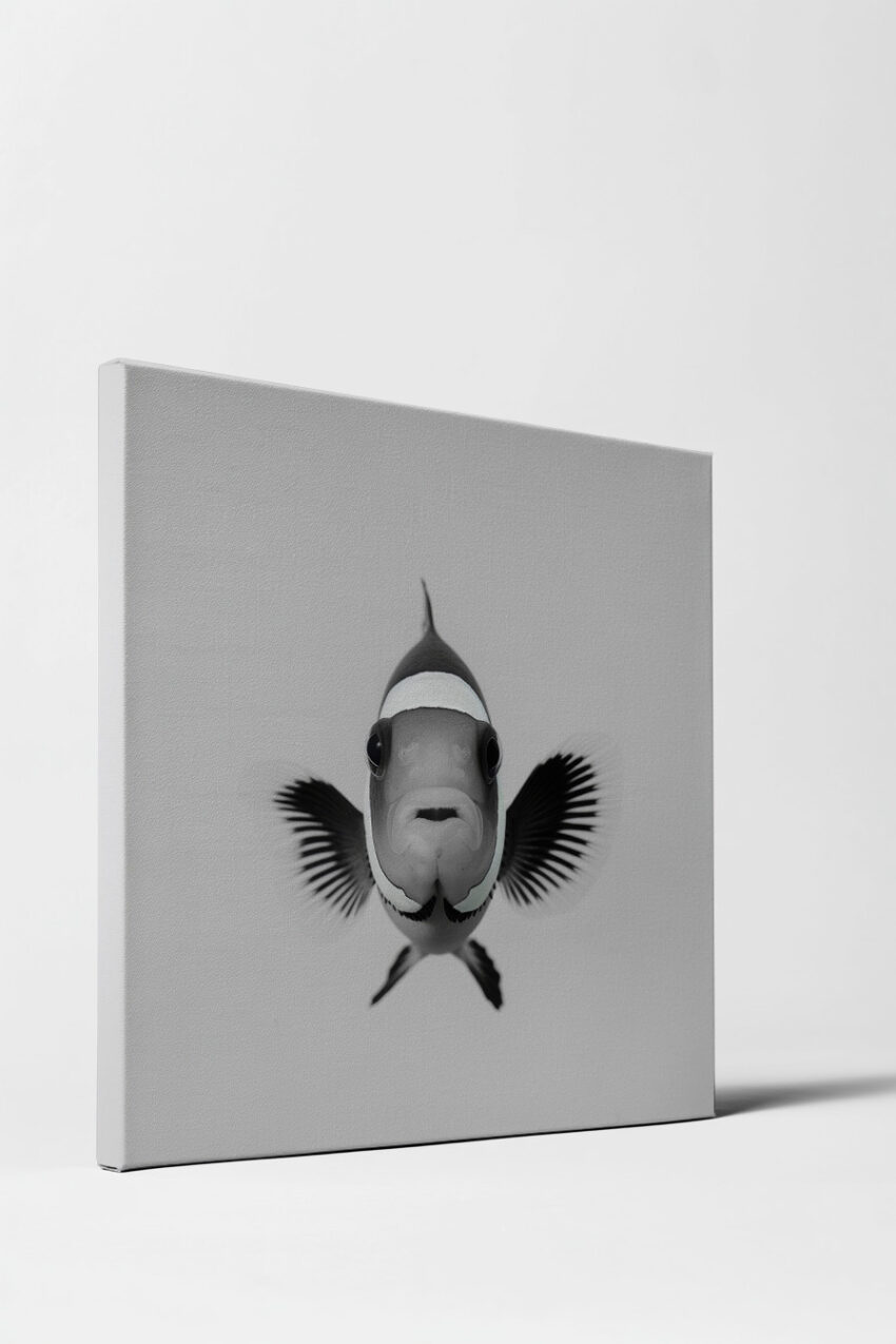 Fotografie Poster Clownfisch frontal schwarz-weiß