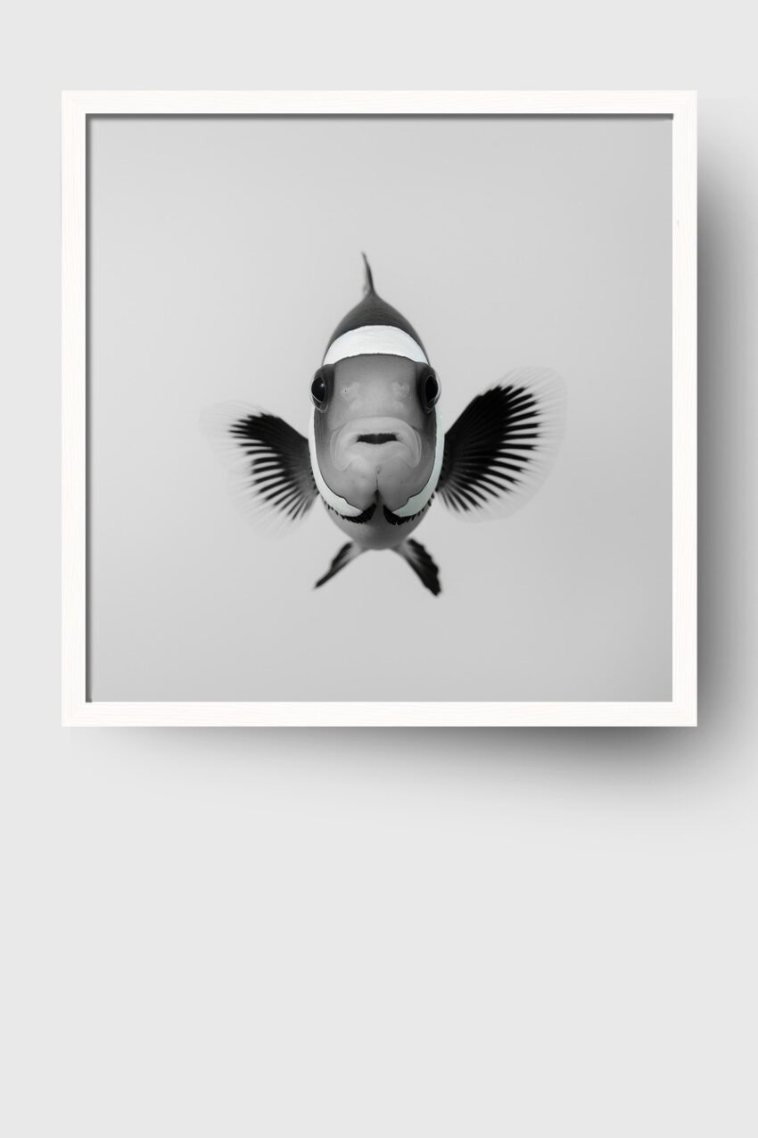 Fotografie Poster Clownfisch frontal schwarz-weiß