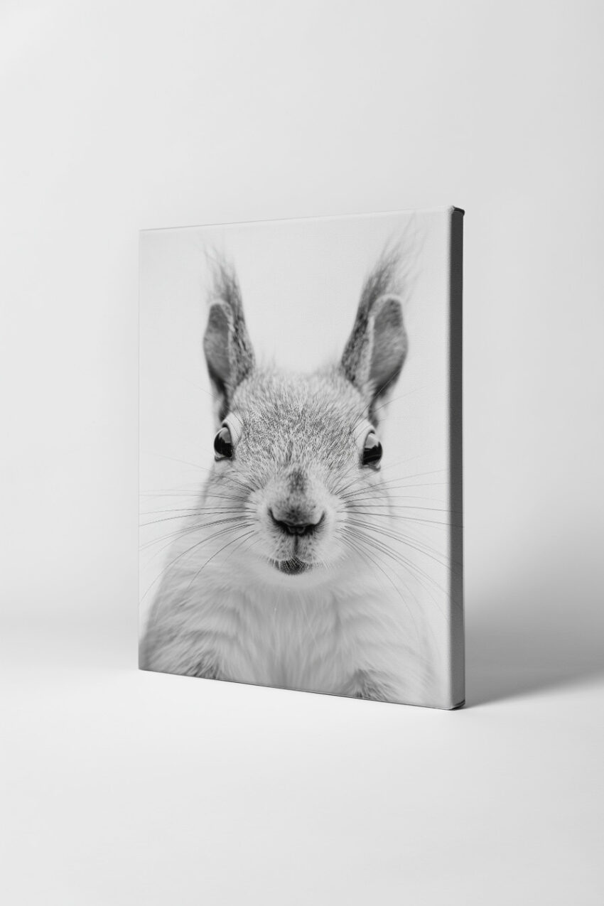 Fotografie Poster Eichhörnchen Nahaufnahme Schwarz-Weiß