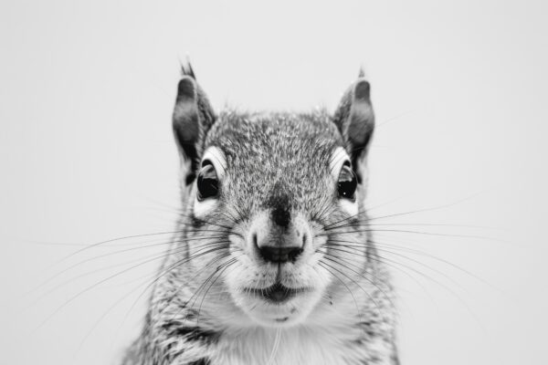 Eichhörnchen Gerahmt