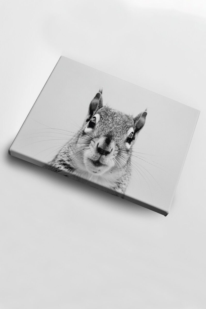 Fotografie Poster Eichhörnchen schwarz-weiß Nahaufnahme