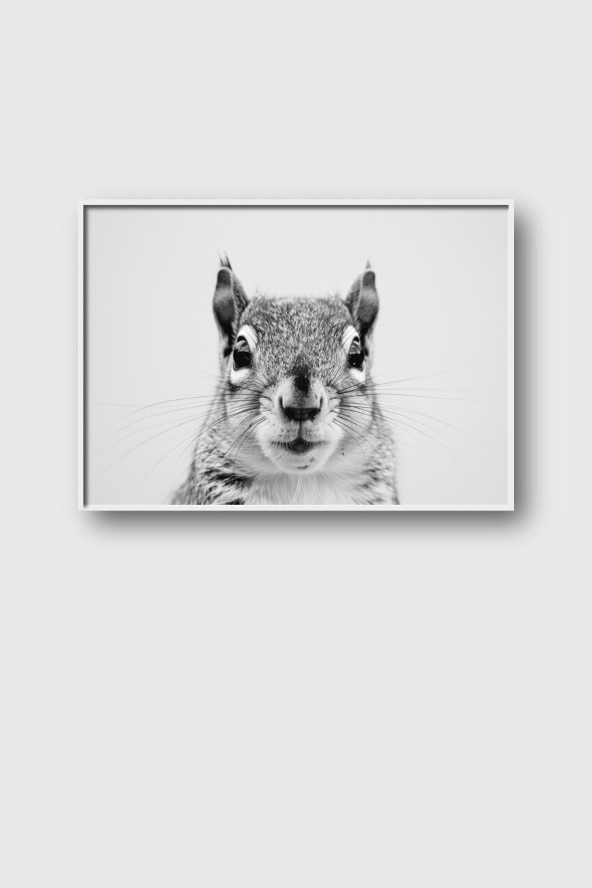 Fotografie Poster Eichhörnchen schwarz-weiß Nahaufnahme