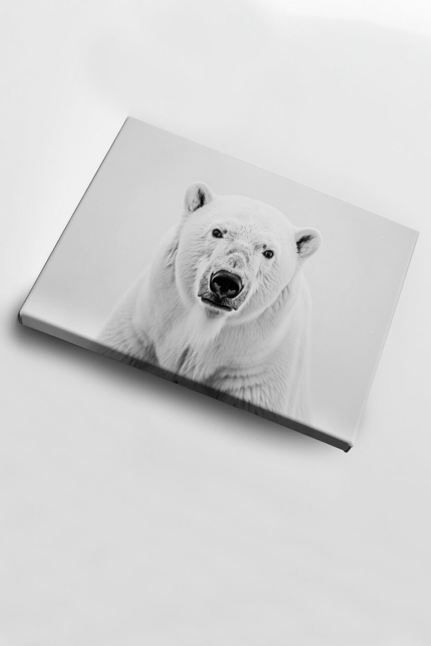 Fotografie Poster Eisbär Blick schwarz-weiß weiß