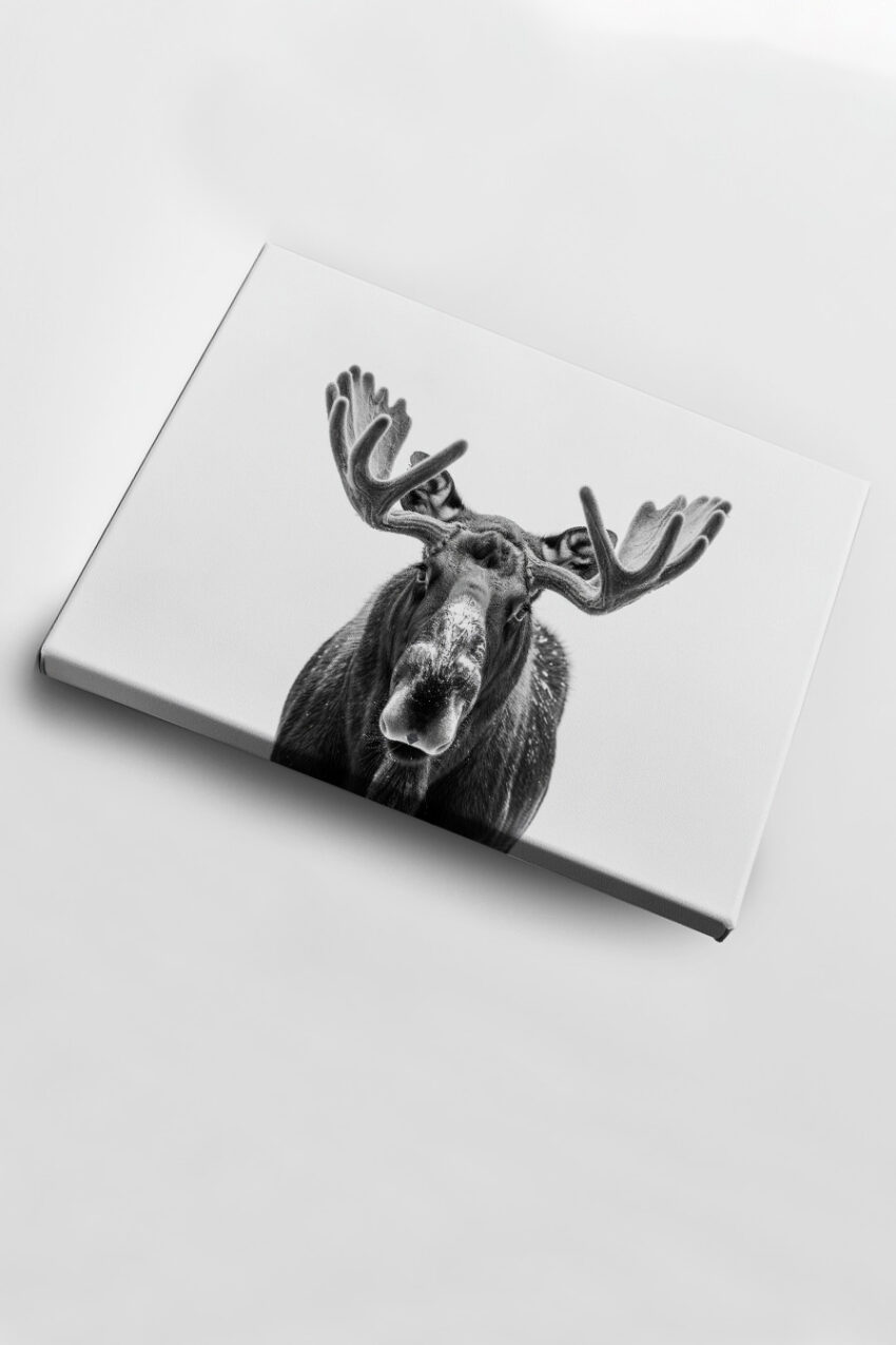 Fotografie Poster Elch Kopf schwarz-weiß frontal