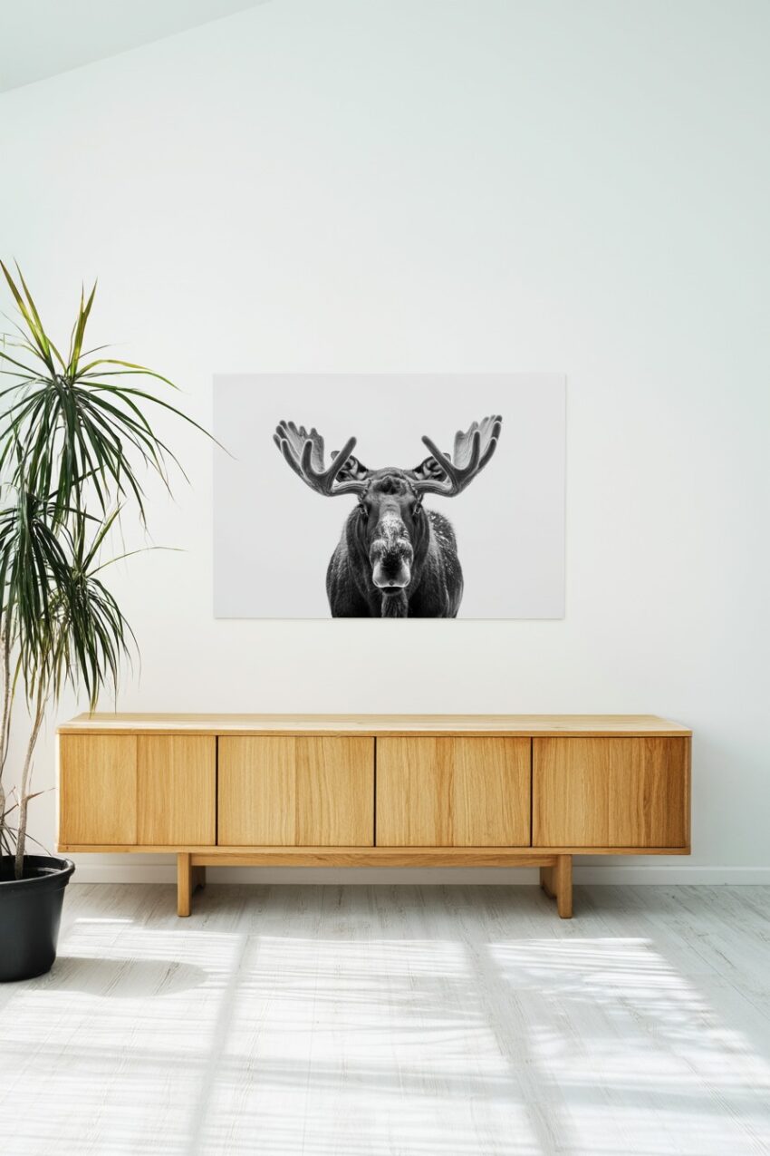 Fotografie Poster Elch Kopf schwarz-weiß frontal