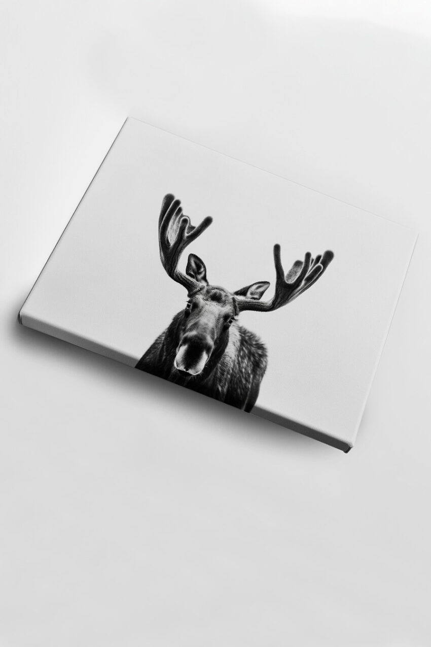 Fotografie Poster Elch frontal schwarz-weiß Details