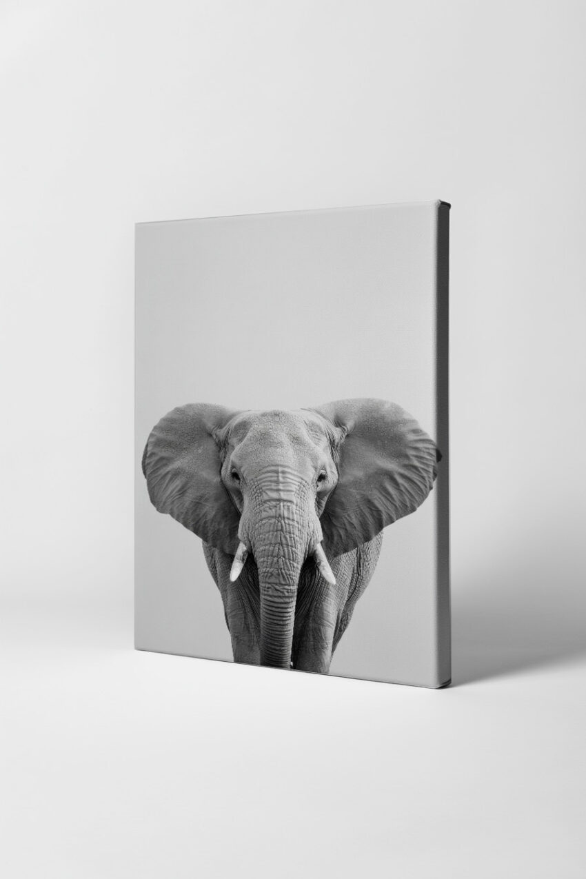 Fotografie Poster Elefant frontal schwarz-weiß