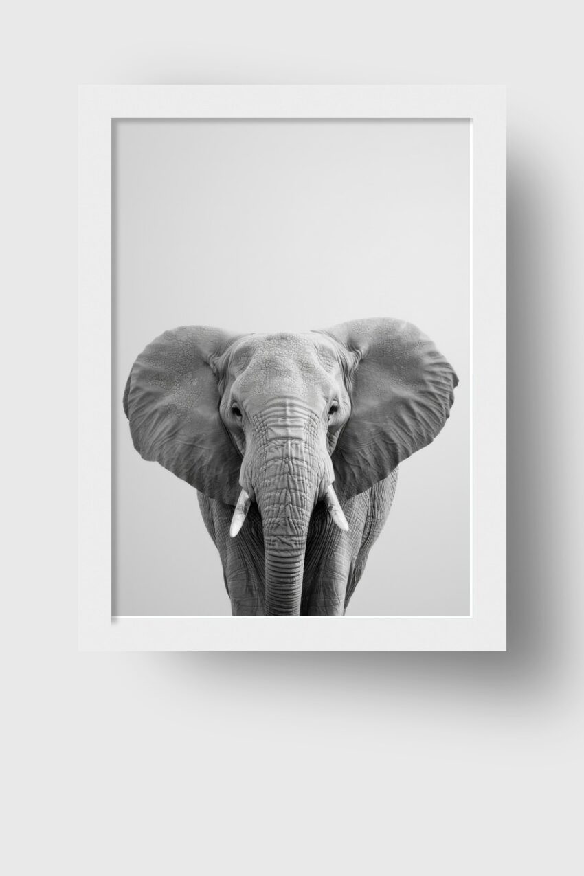 Fotografie Poster Elefant frontal schwarz-weiß