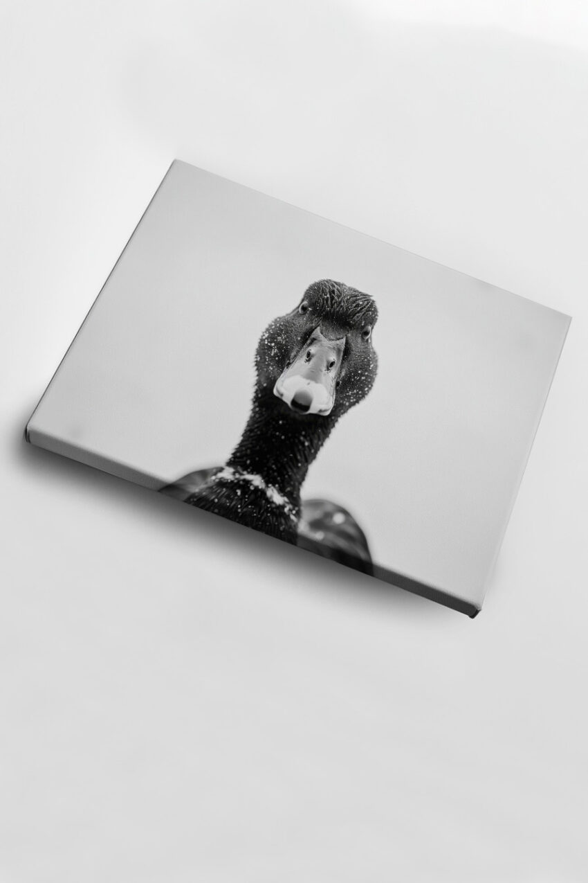 Fotografie Poster Ente frontal Nahaufnahme schwarz-weiß