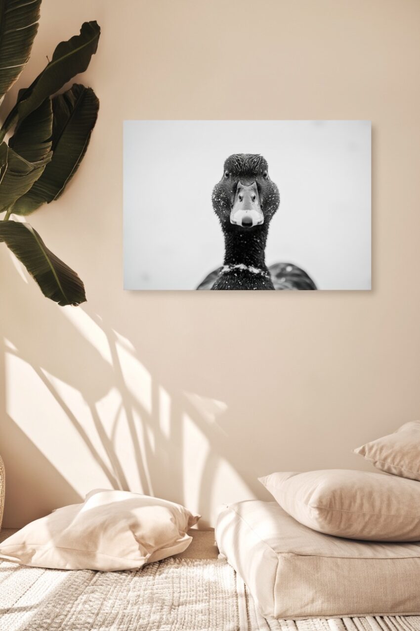 Fotografie Poster Ente frontal Nahaufnahme schwarz-weiß