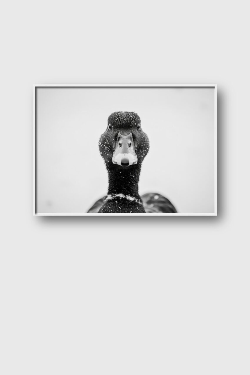 Fotografie Poster Ente frontal Nahaufnahme schwarz-weiß