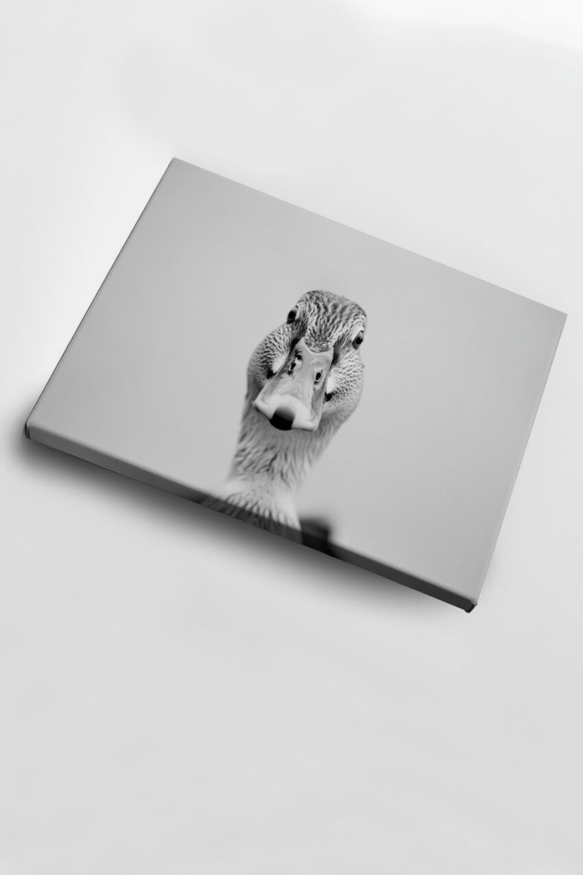 Fotografie Poster Ente Schnabel Nah Schwarz-Weiß