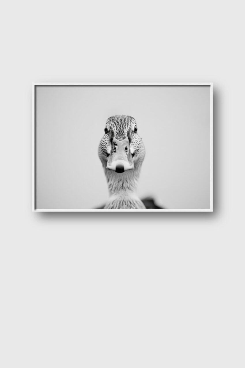 Fotografie Poster Ente Schnabel Nah Schwarz-Weiß
