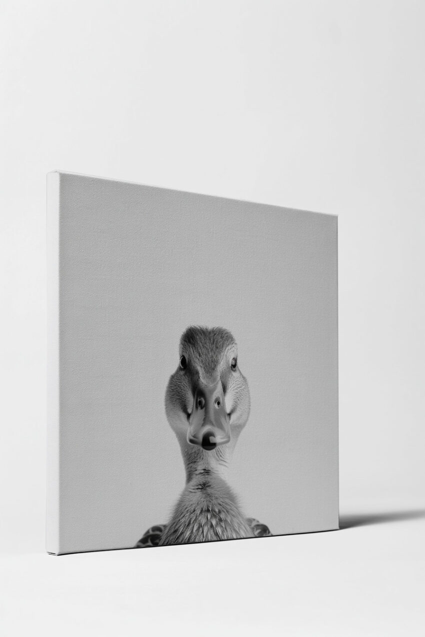 Fotografie Poster Ente frontal schwarz-weiß