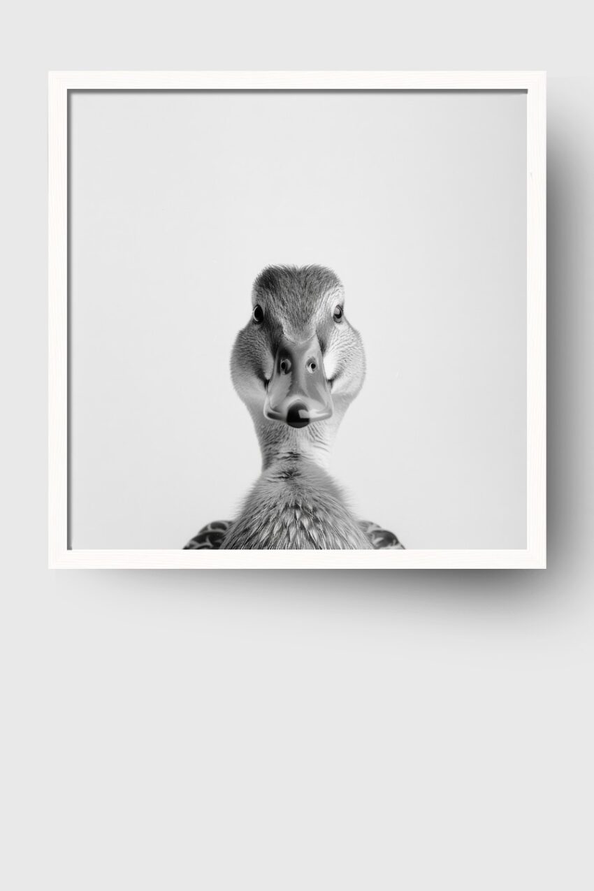 Fotografie Poster Ente frontal schwarz-weiß