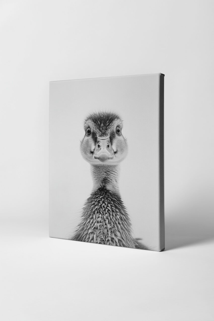 Fotografie Poster Entenjunges frontal schwarz-weiß detailreich