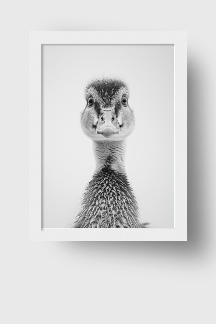 Fotografie Poster Entenjunges frontal schwarz-weiß detailreich