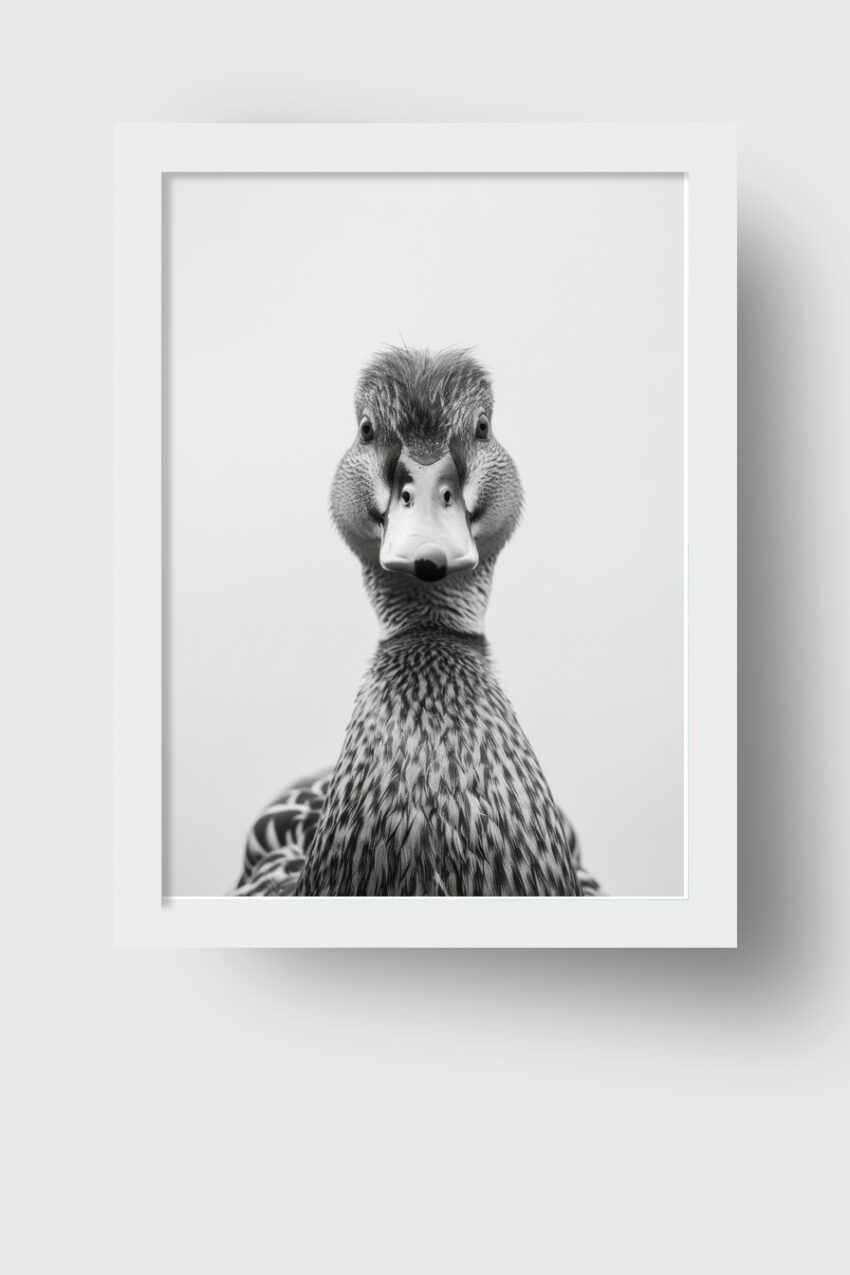 Fotografie Poster Ente schwarz-weiß Nahaufnahme frontal