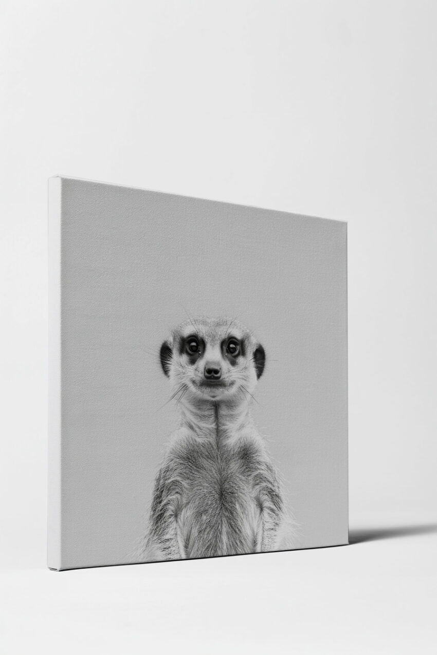 Fotografie Poster Erdmännchen Nahaufnahme schwarz-weiß