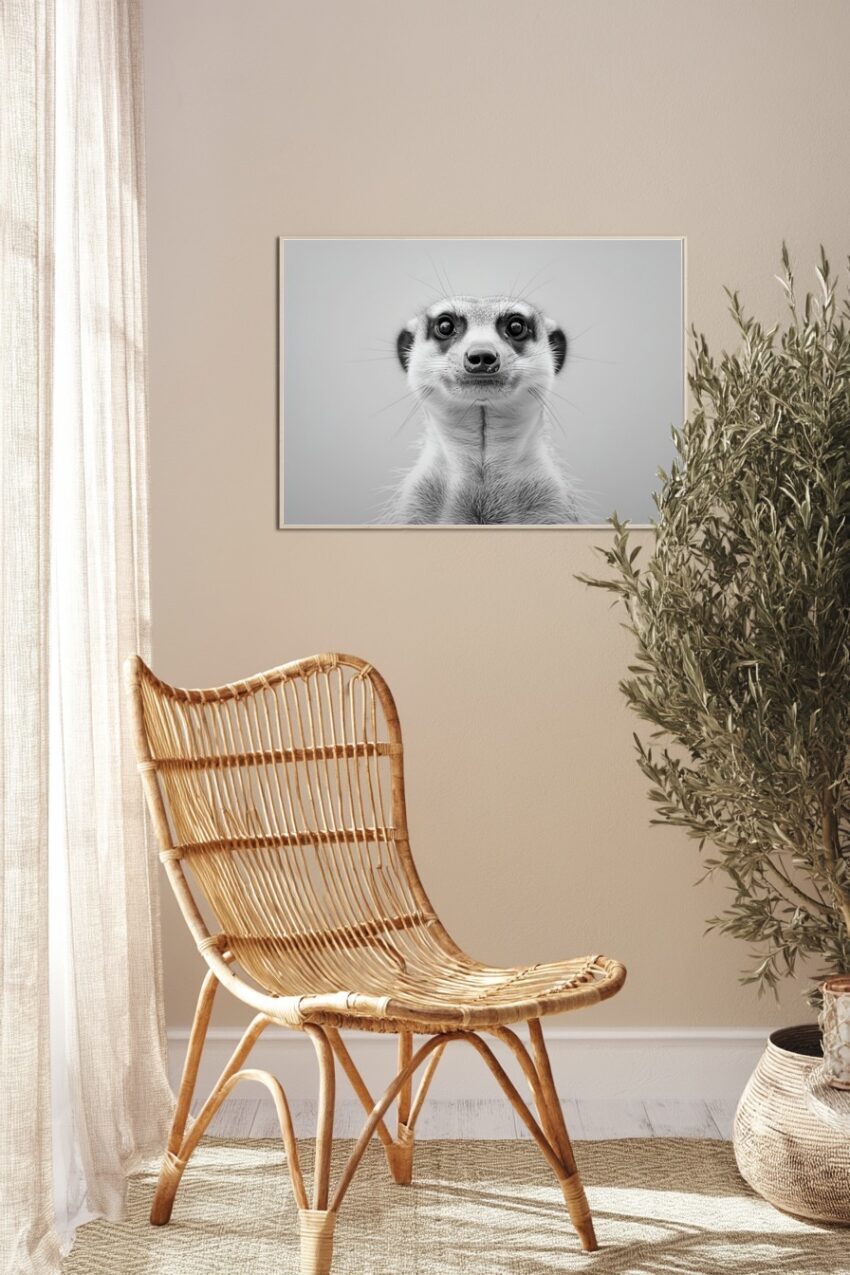 Fotografie Poster Erdmännchen Schwarz-Weiß Nahaufnahme Blick