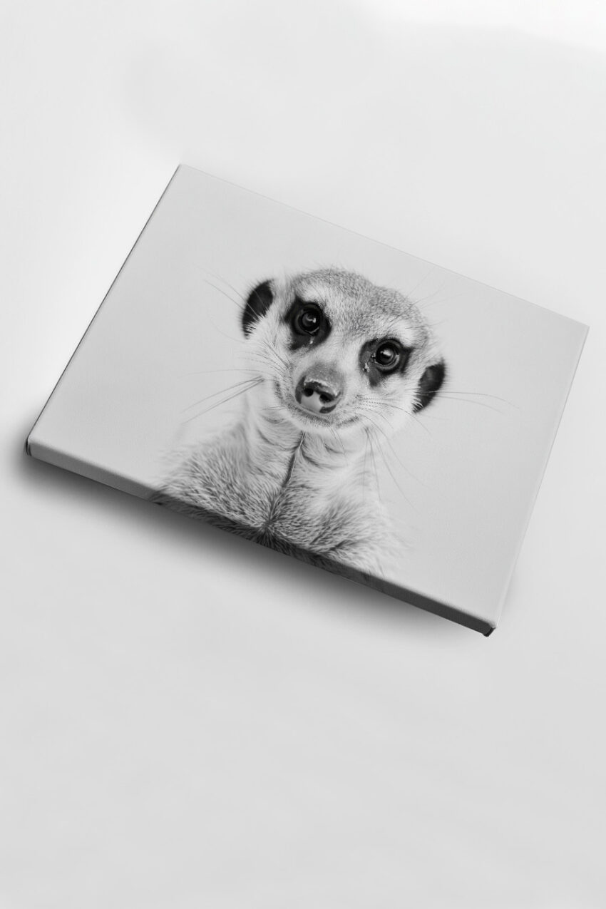 Fotografie Poster Erdmännchen schwarz-weiß frontal Nahaufnahme