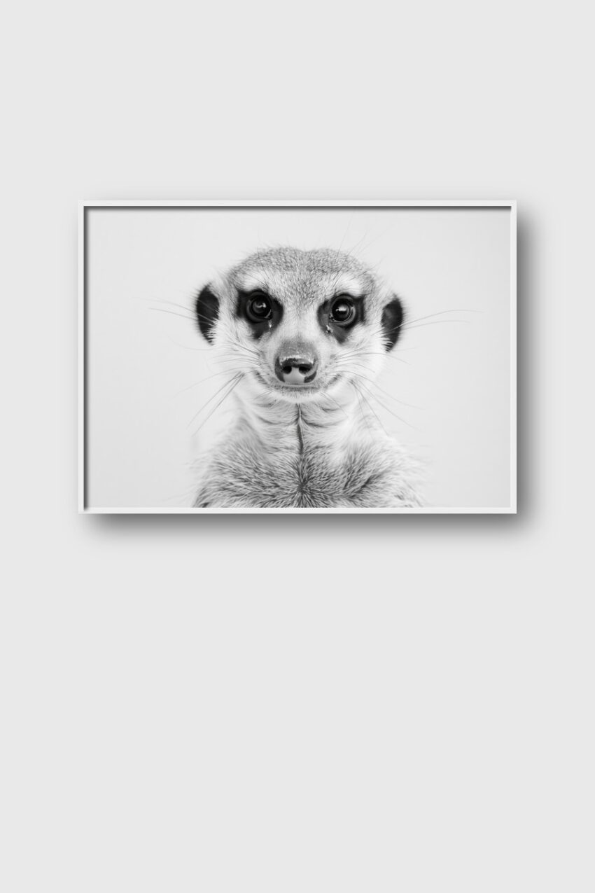 Fotografie Poster Erdmännchen schwarz-weiß frontal Nahaufnahme