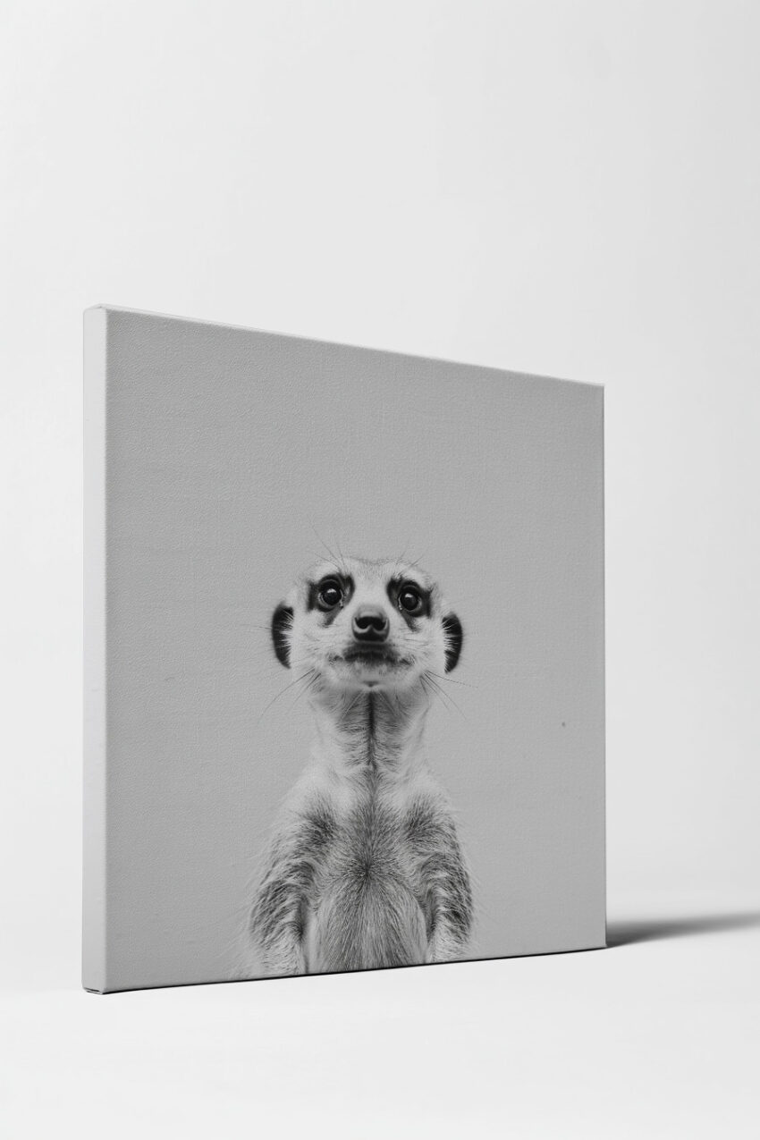Fotografie Poster Erdmännchen schwarz-weiß frontal