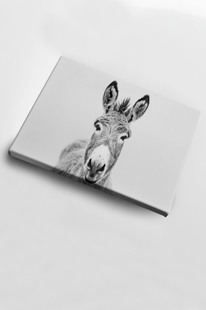 Fotografie Poster Esel schwarz-weiß Nahaufnahme frontal