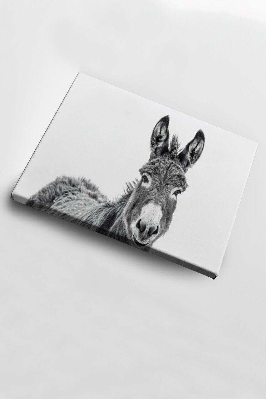 Fotografie Poster Esel Portrait schwarz-weiß kontrastreich