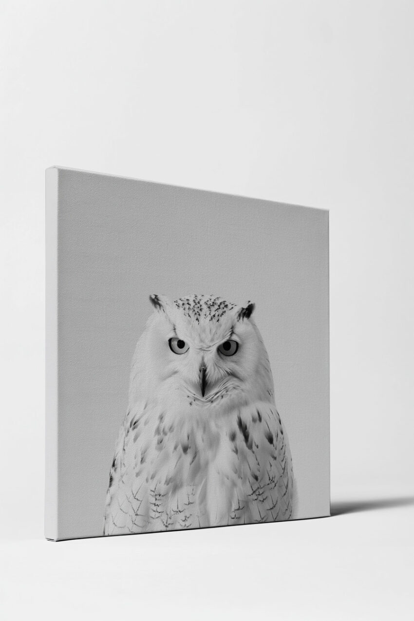 Fotografie Poster Schneeeule Nahaufnahme weiß schwarz