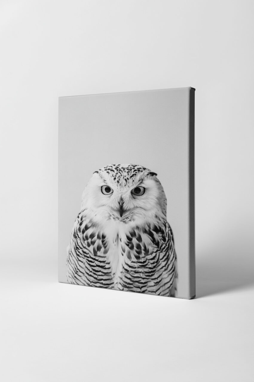 Fotografie Poster Schleiereule Nahaufnahme schwarz-weiß detailreich