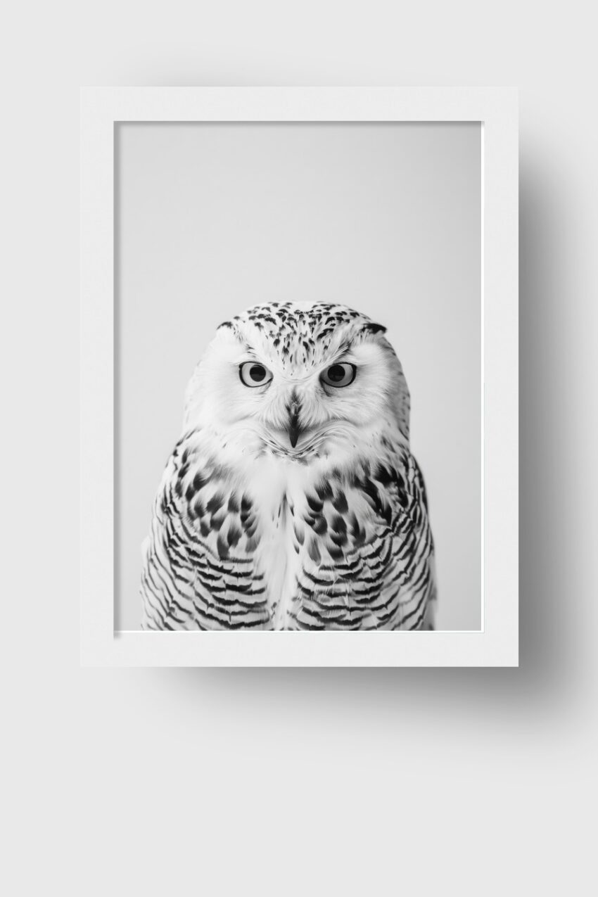 Fotografie Poster Schleiereule Nahaufnahme schwarz-weiß detailreich