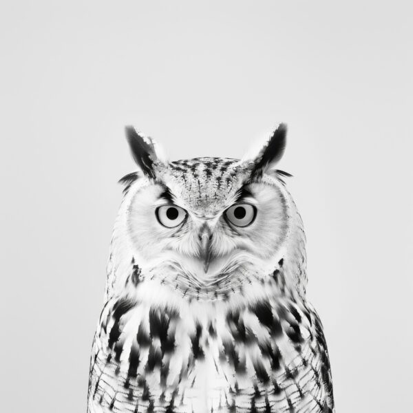 Eule Frontal Leinwandbild