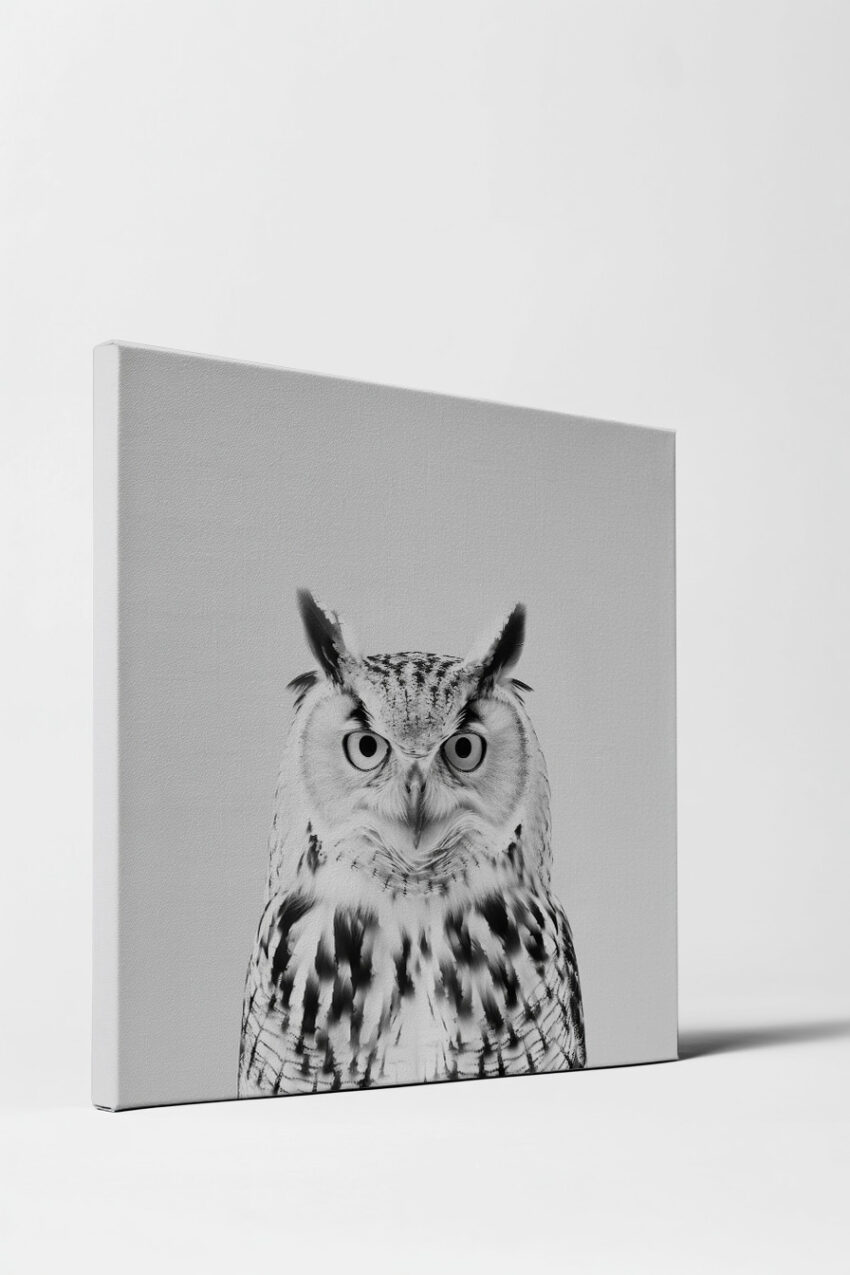 Fotografie Poster Eule frontal schwarz-weiß