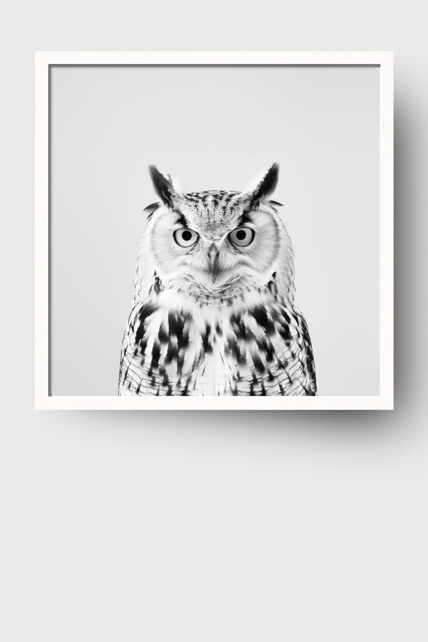 Fotografie Poster Eule frontal schwarz-weiß