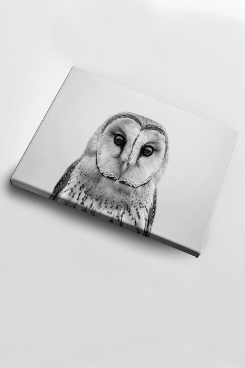 Fotografie Poster Schleiereule schwarz-weiß Nahaufnahme