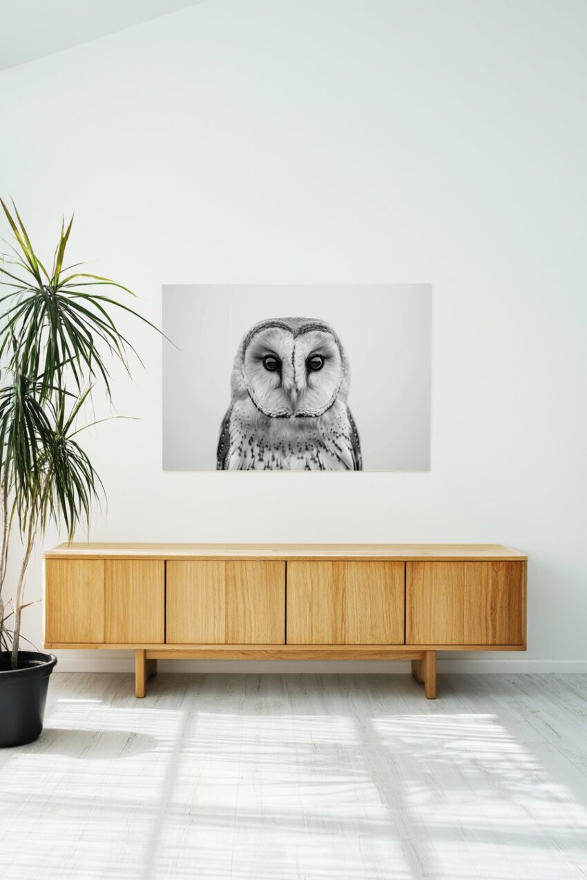 Fotografie Poster Schleiereule schwarz-weiß Nahaufnahme