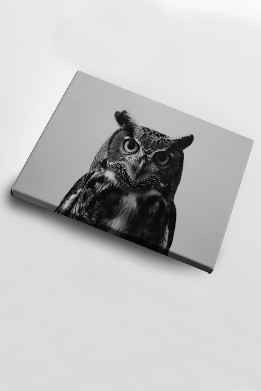 Fotografie Poster Eule frontal schwarz-weiß