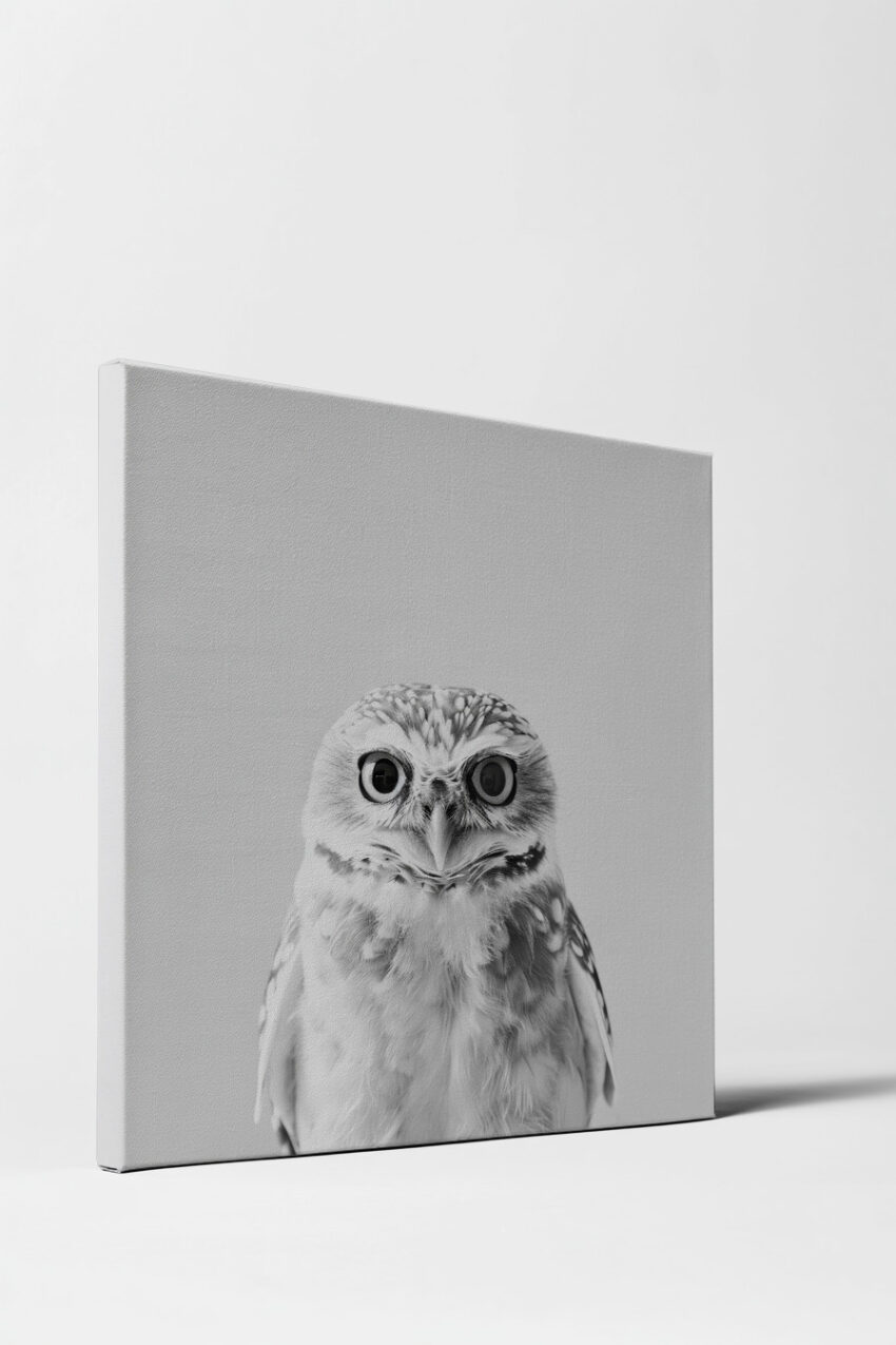 Fotografie Poster Steinkauz Porträt schwarz-weiß